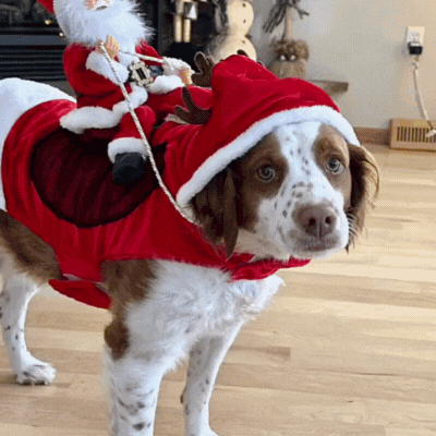 Traje Navideño Pet Glam. Combo Traje de Navidad - Zapatos.